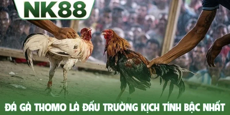 Đá gà Thomo là đấu trường kịch tính bậc nhất