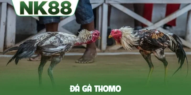 Đá gà Thomo
