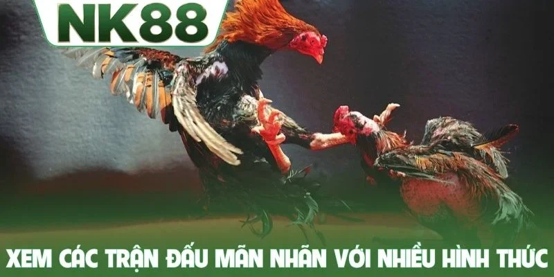 Xem các trận đấu mãn nhãn với nhiều hình thức